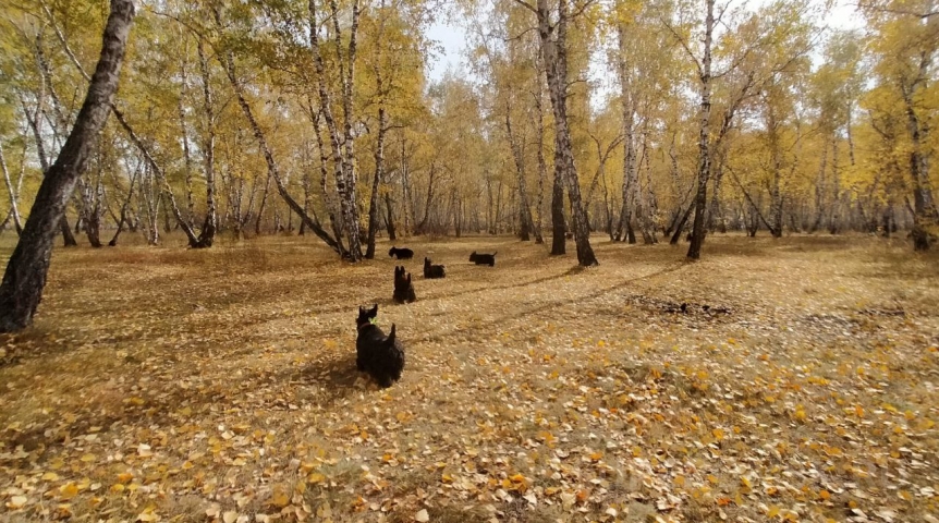 В Омск возвращается тепло