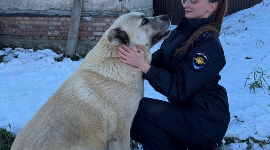 Двое мужчин на глазах у омички забрали и увезли ее алабая