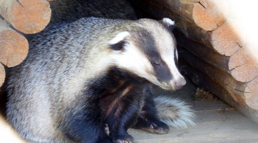 Омские бездетные барсуки Миша и Маша беззаботно с комфортом завалились спать до весны