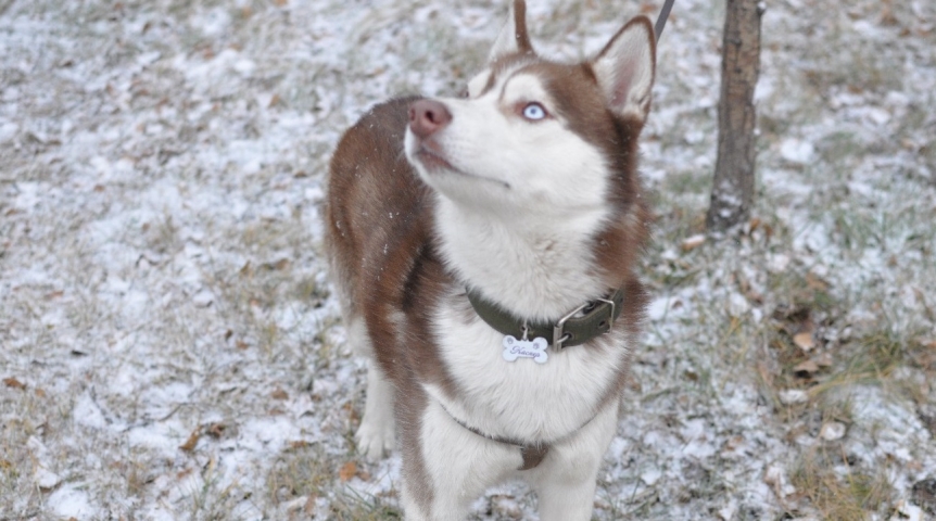 Омский хаски Гром сбежал от хозяев и нашел дорогу домой после жестокого обращения
