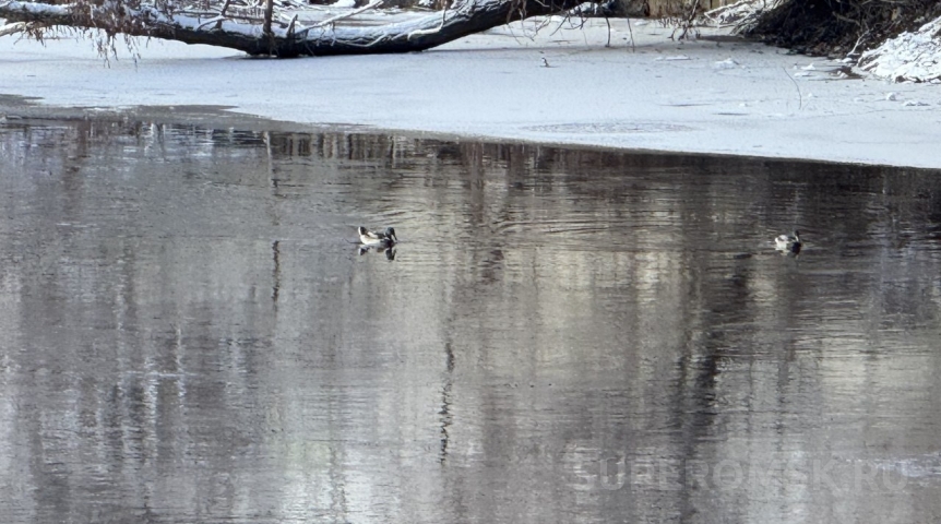 Утки остаются в Омске и насмешливо крякают в лицо холодам