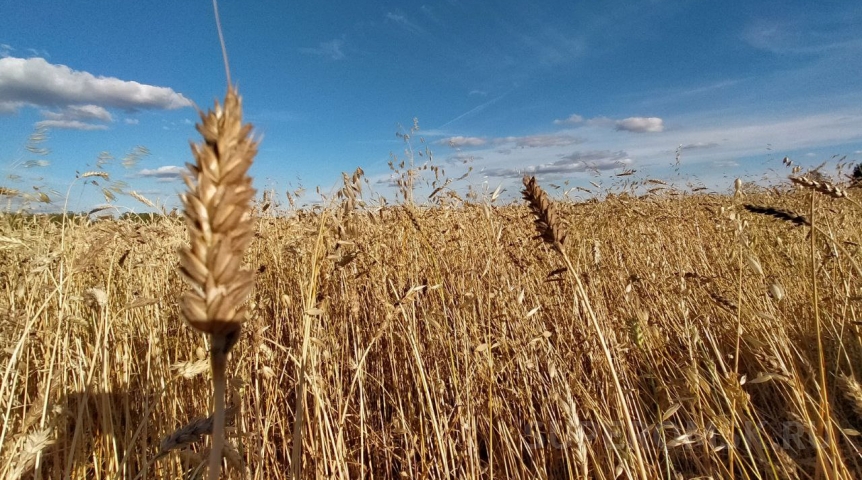 Омское зерно при отправке в разные страны обрабатывают алюминием