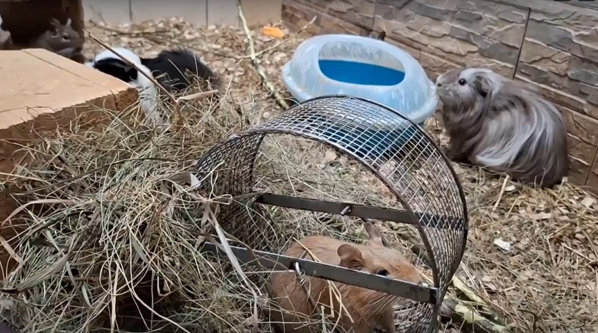 В Омске морские свинки и дегу основали «грызунью коммуналку»