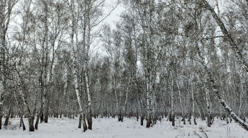 Омским рябчикам не нравится слякоть, и они придумали способ избегать сырости