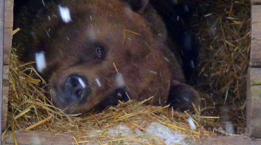 После похолодания омские медведи жируют, ленятся и не хотят никуда ходить