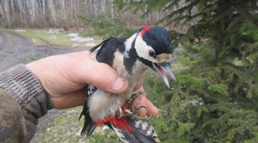 Дятлу в Омской области срочно потребовалась помощь