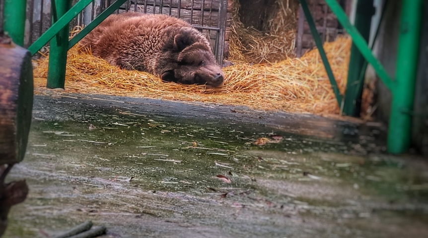 Омская медведица Маша проснулась от зимней спячки из-за аномального тепла