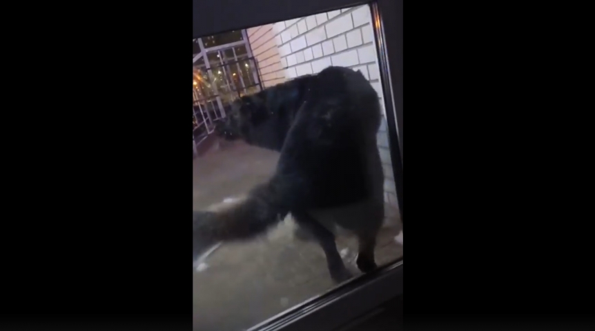 В Омске агрессивная собака на несколько часов заблокировала девушку в пункте выдачи