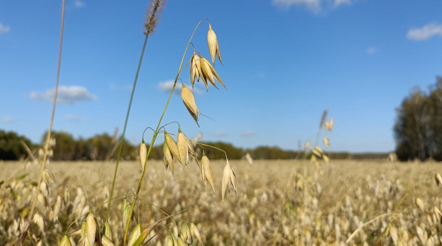 Названы районы по рекордам урожая в Омской области
