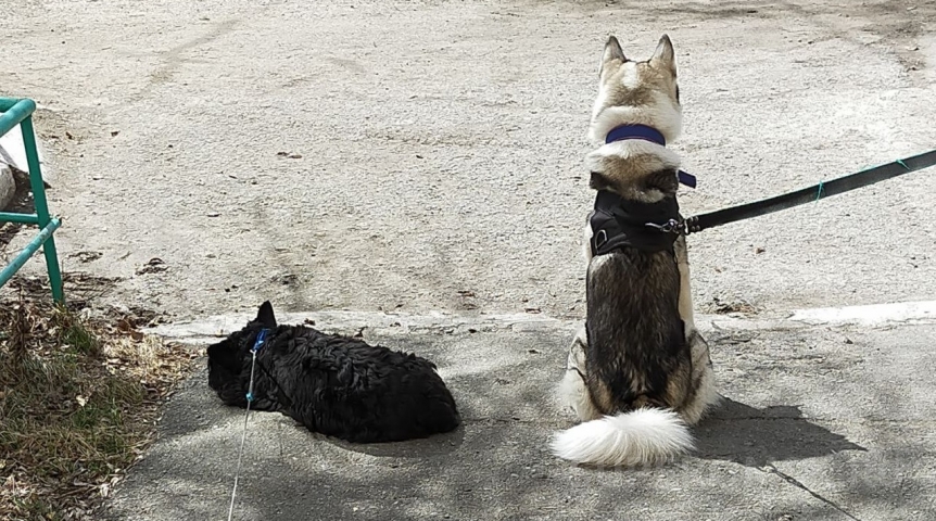 В Омске рассмотрели закон о штрафах за собак без намордников