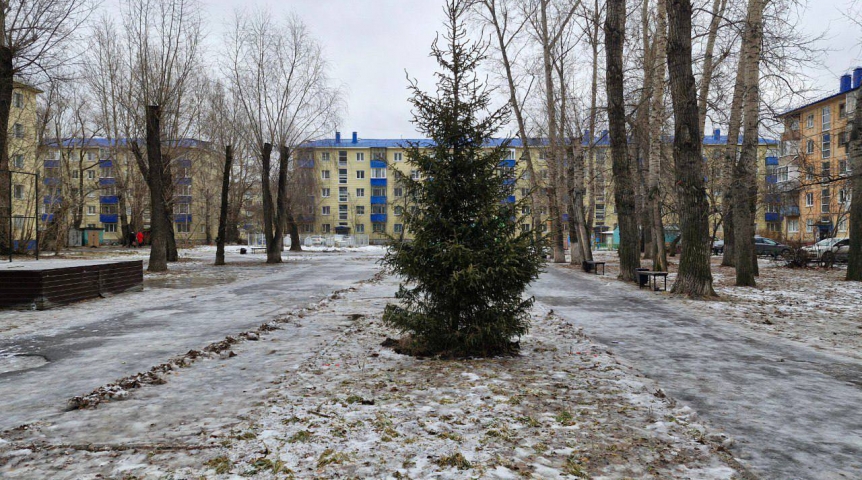 В преддверии Нового года в омском сквере высадили 6-метровую ель