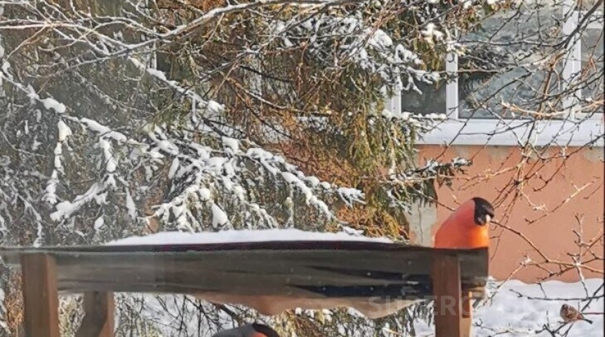 По Омску «рассадят» светодиодных снегирей