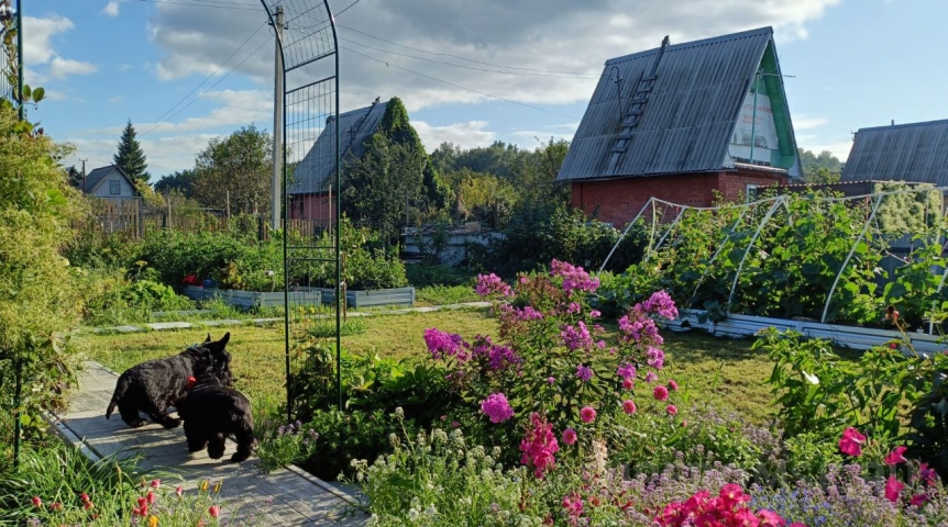 Глава омских садоводов прокомментировал изъятие участков