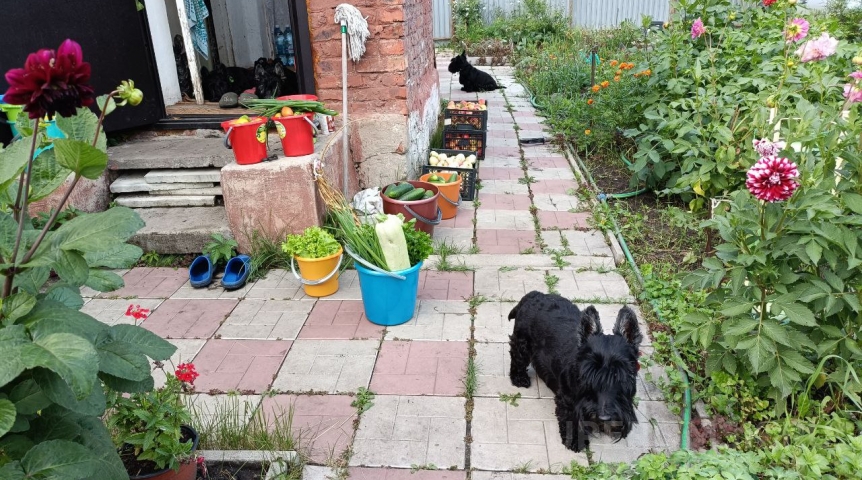 У омичей начали массово изымать садовые участки