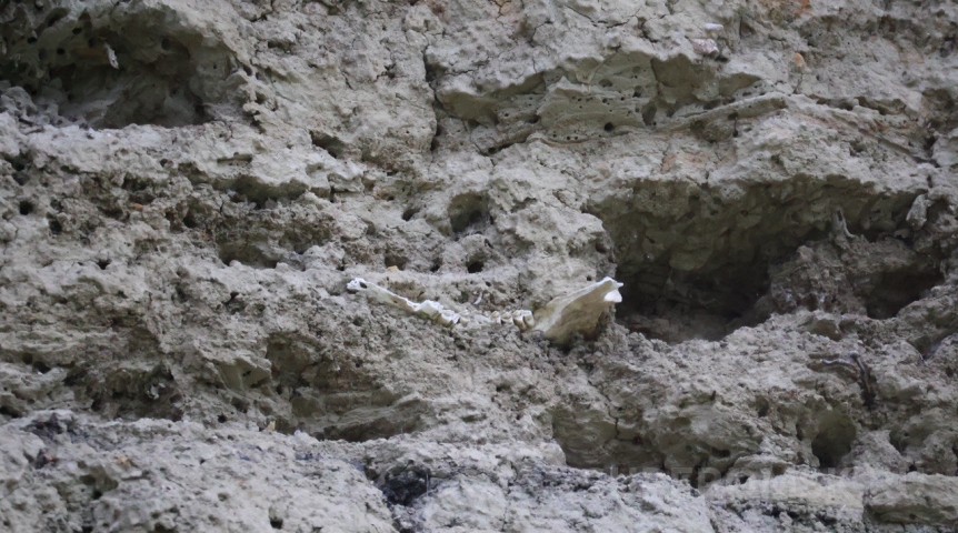 Мечта о воскрешении: возможно ли клонировать динозавра?