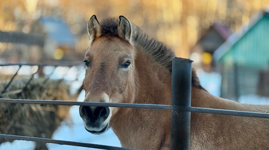 Омская лошадка Гера счастлива: избавилась от шумных соседей и получила жилье под Новый год
