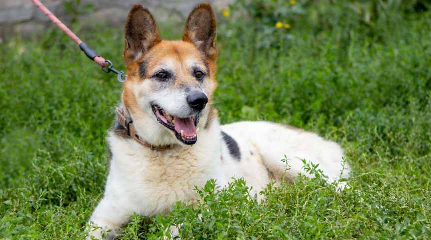 Никому не нужный пес: Ник из омского приюта с тяжелым диагнозом ищет друга