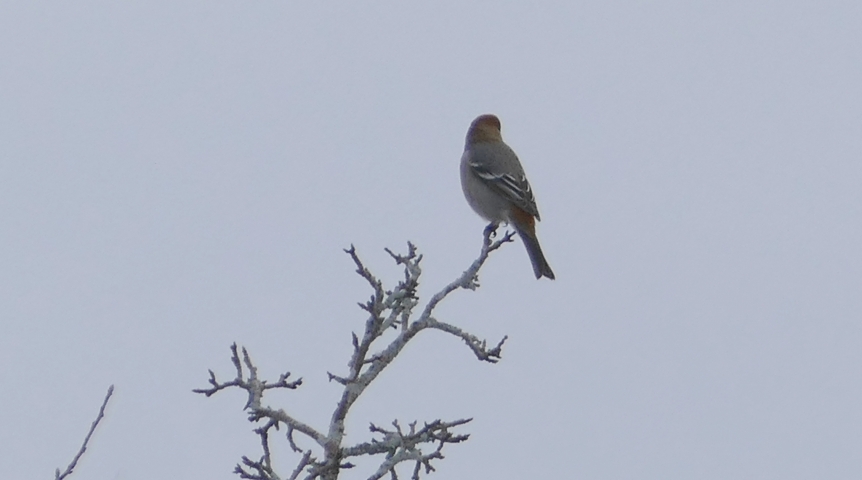 На маршруте самолетов в Омске заметили редкого финского попугая