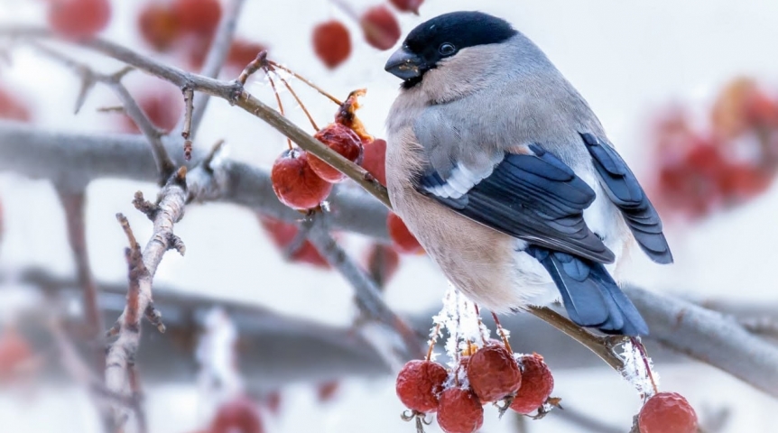 Омский дендросад имени Гензе приютил снегирей в суровый мороз