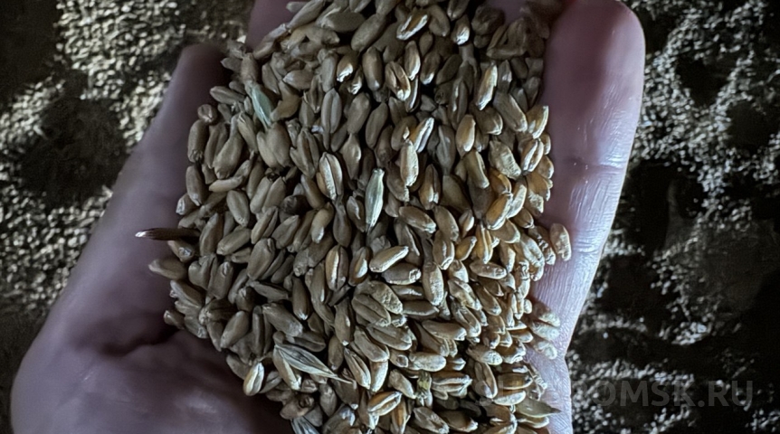 В Омске поставили рекорд по вывозу зерна