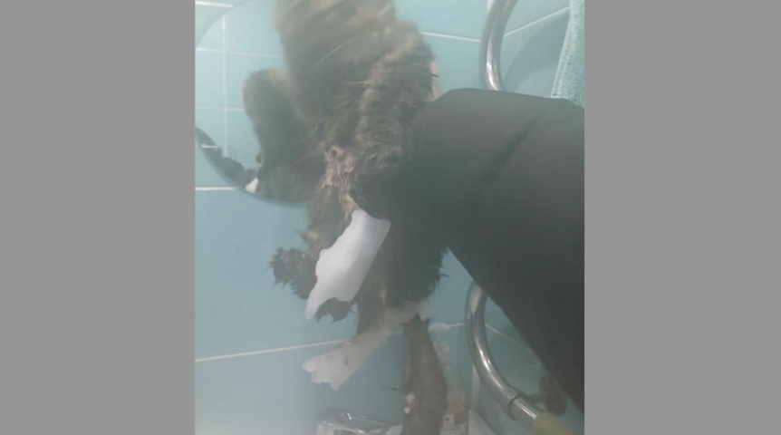 Под Омском кошка вмерзла в лед и умирала на глазах у людей