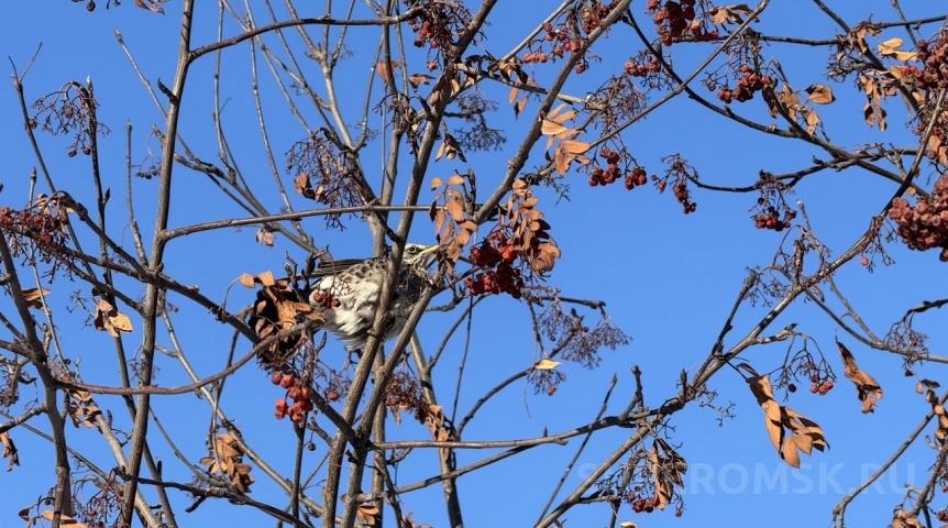 В Омск вернулись полчища прожорливых птиц