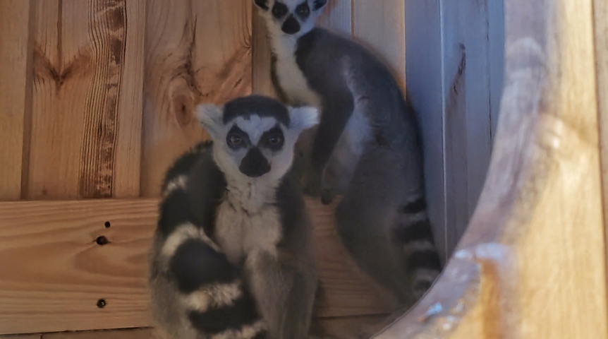 Омский лемур-холостяк избежал тоски одиночества и нашел свою кошачью половинку