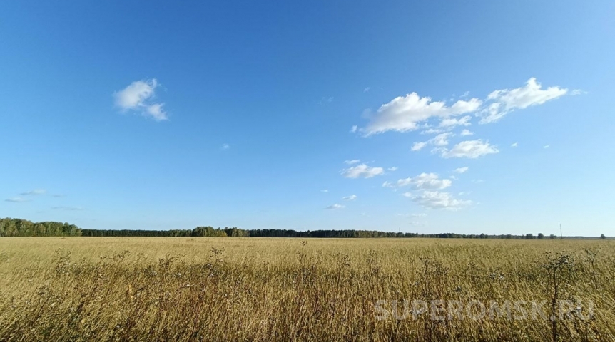 Беларусь засеяли фиолетовой омской пшеницей