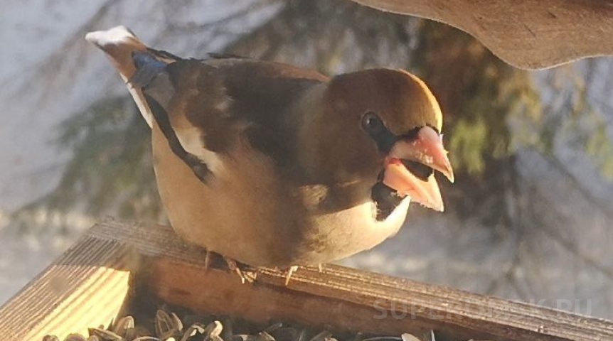 В Омске поселились птицы, «дробящие косточки»