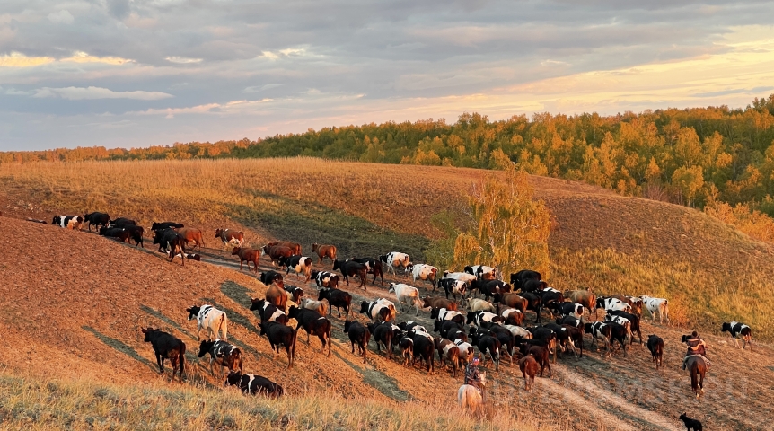 Омичи подали в суд на соседей, державших 180 коров