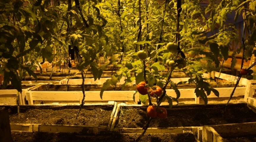 В омской ИК-7 к Новому году вырастили первый урожай томатов