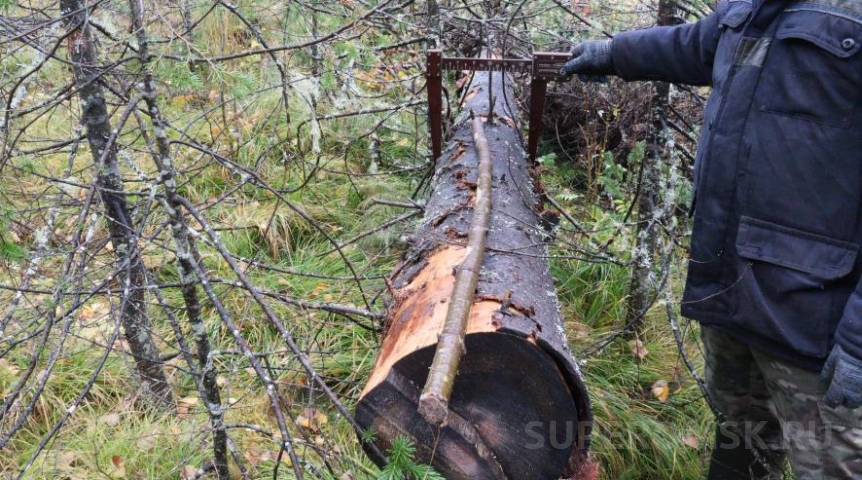 Омского предпринимателя будут судить за вырубку пихты в особо крупном размере