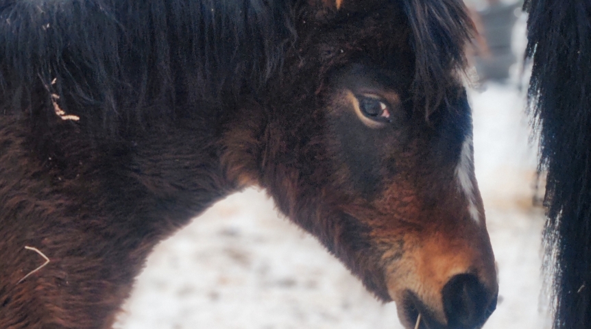 Омский юный жеребенок Стелла весело донимает свою маму