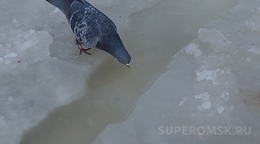 Названа дата прихода в Омскую область плюсовой температуры
