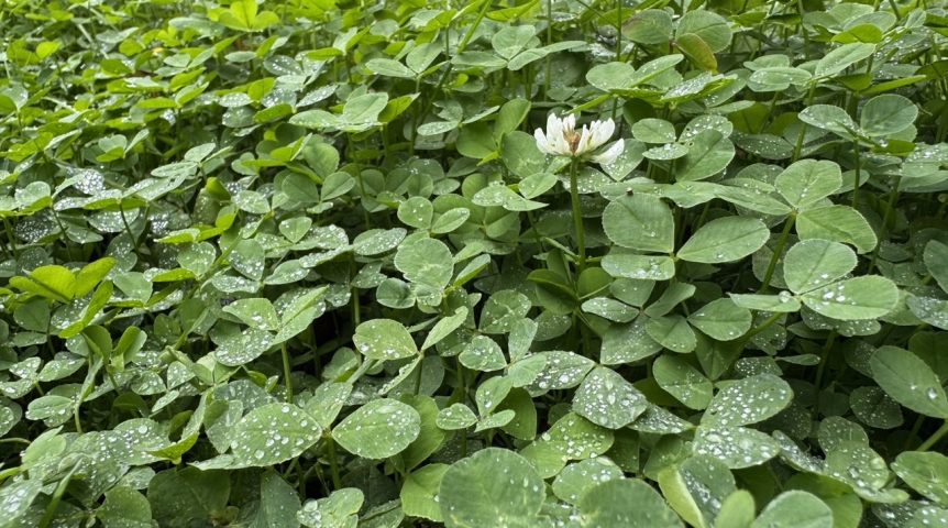 Необычные зеленые оазисы: свежая руккола среди арктических льдов и абрикосовые сады в сибирских мегаполисах