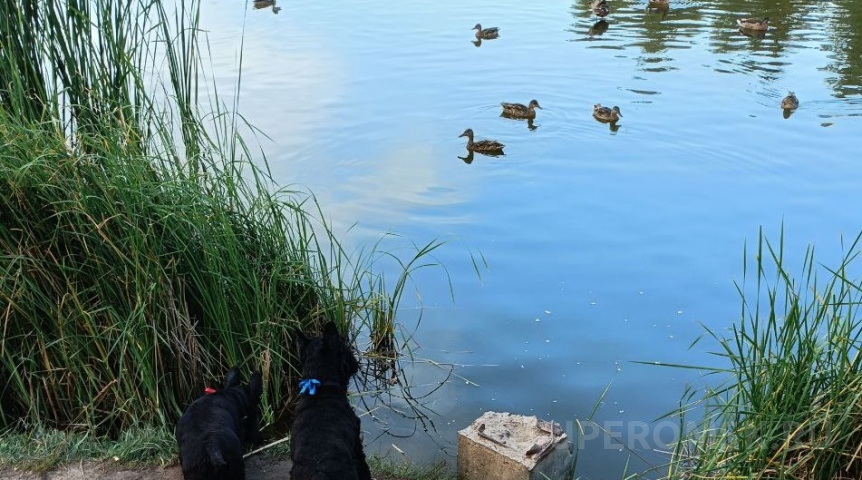 В Омской области встретили «Серую шейку»