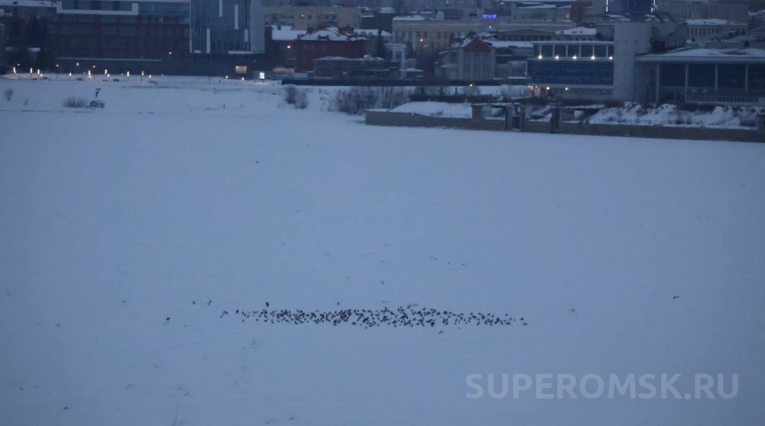 Голуби указали аномалию на омском Иртыше