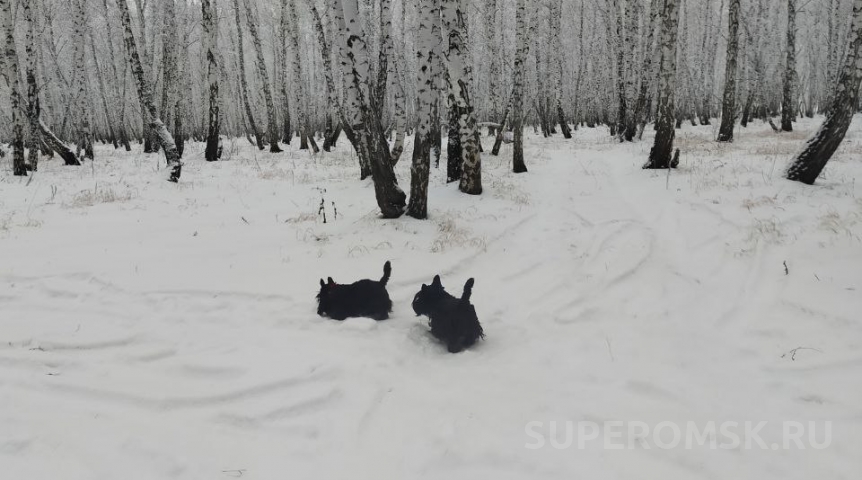 Традиционная: какая погода ждет омичей в феврале 2026 года?