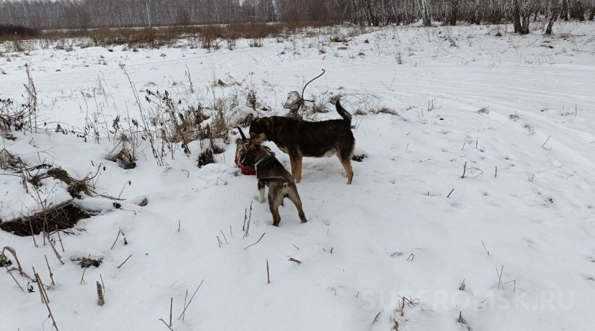Церковный пес Хан нашел в лесу и спасал шестерых щенков в морозы