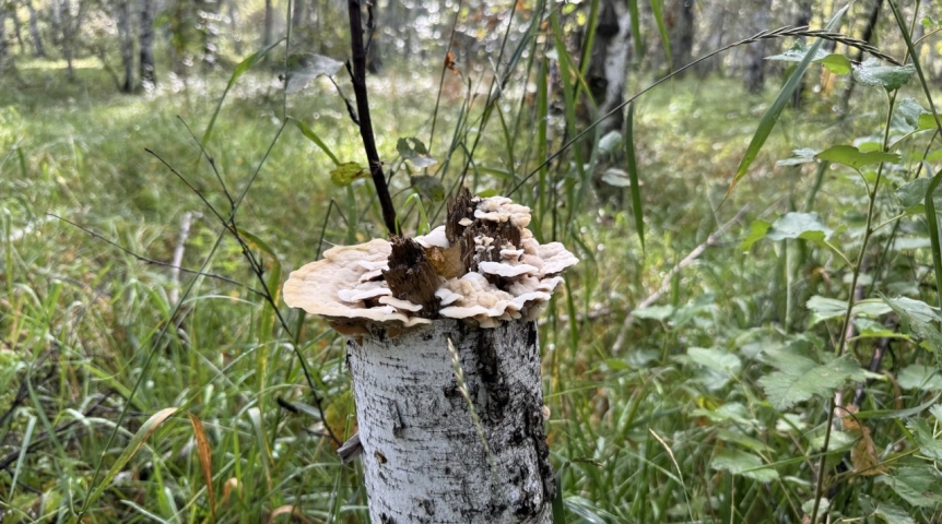 Энергия из грибного царства: скрытый потенциал мицелия