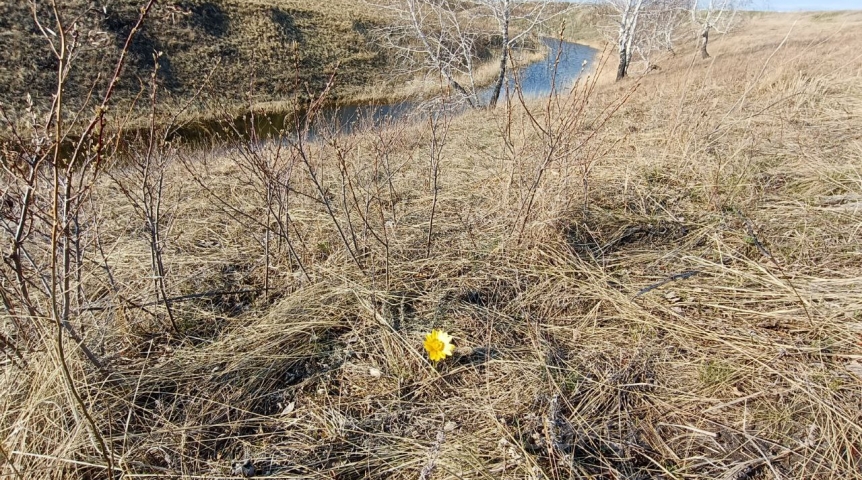 В Омск пришла весна