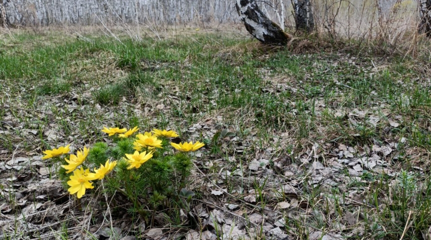 Апрель удивит: в Омской области ожидается внезапная погода