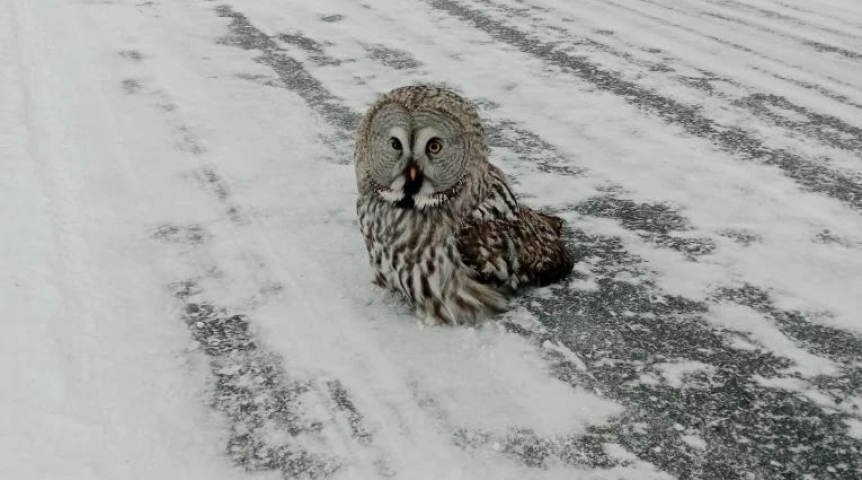 В Омской области заметили хищника, сидящего посреди дороги