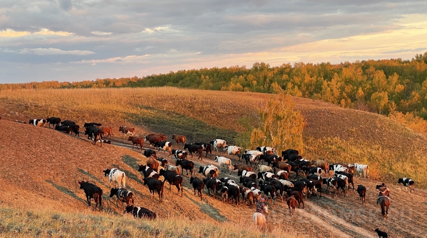 Омских фермеров предупредили о мошенниках под видом Росстата