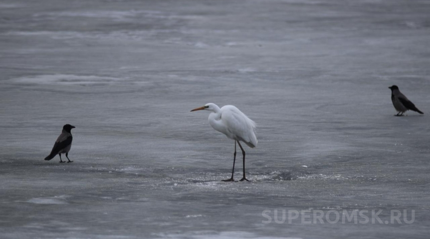 В омскую «Птичью гавань» прилетели гости из Красной книги