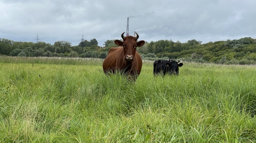 Под Омском ввели ферму на 1 800 коров и два свинокомплекса