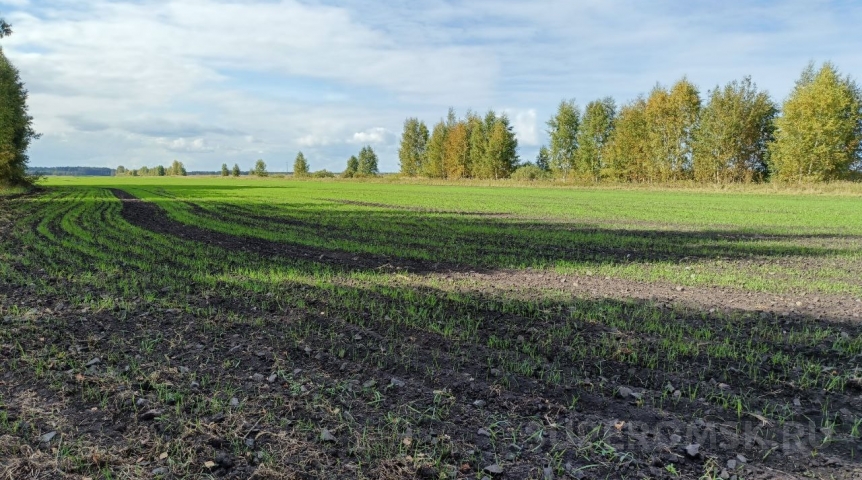 Распродажа перед посевной: омские аграрии могут получить 3 242 га земли