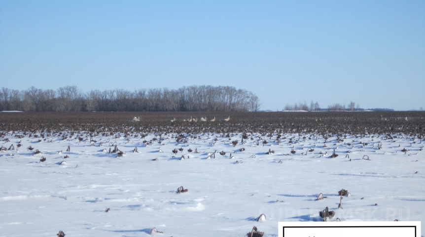 Косули в поле деликатесов: омичи засняли зимнее пиршество на подсолнухах