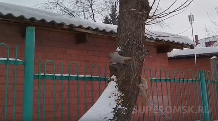 У омских белок начался брачный период