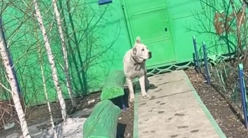 В Омск зашел алабай-агрессор: горожан просят оглядываться